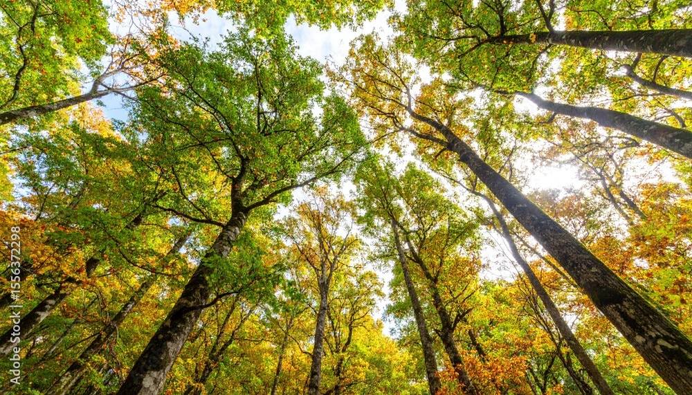 Fototapeta premium Autumn forest canopy viewed from below
