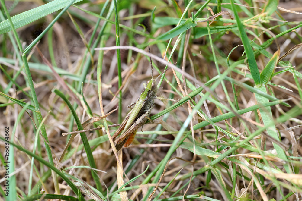 grasshopper Buzzer in the grass grasshopper Buzzer in the grass