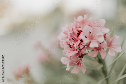 close up of pink flower