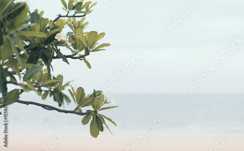 branch of a tree