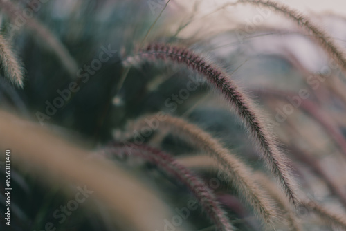 ears of grass on a leaf