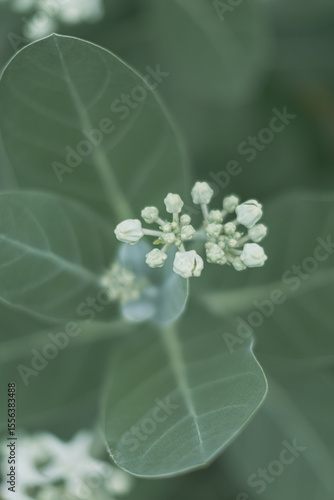 green leaf with white flowers 
