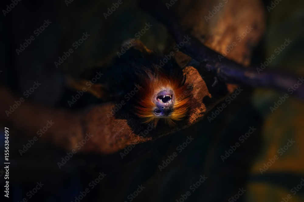 The golden-headed lion tamarin also known as Leontopithecus chrysomelas. The golden-headed lion tamarin also known as Leontopithecus chrysomelas.
