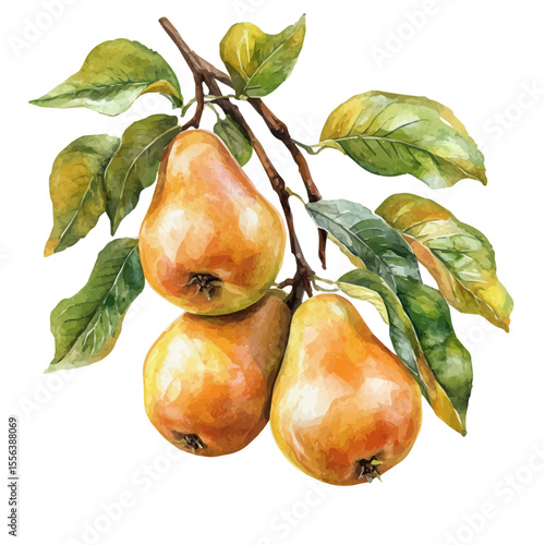 Autumn Pears Ripening Tree, watercolor painting vector, isolated on a white background.