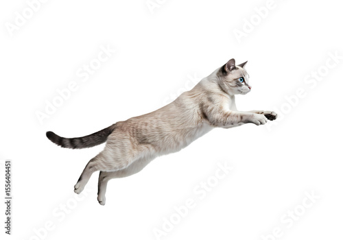 Stunning Photo of a Cat in Mid-Leap: Perfect for Pet-Related Projects