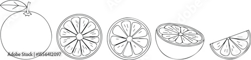 Whole orange and citrus slices illustration fruit