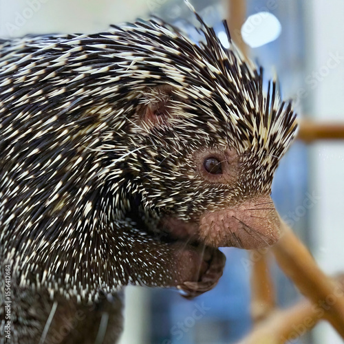 Canvastavla Close-Up of Prehensile-Tailed Porcupine