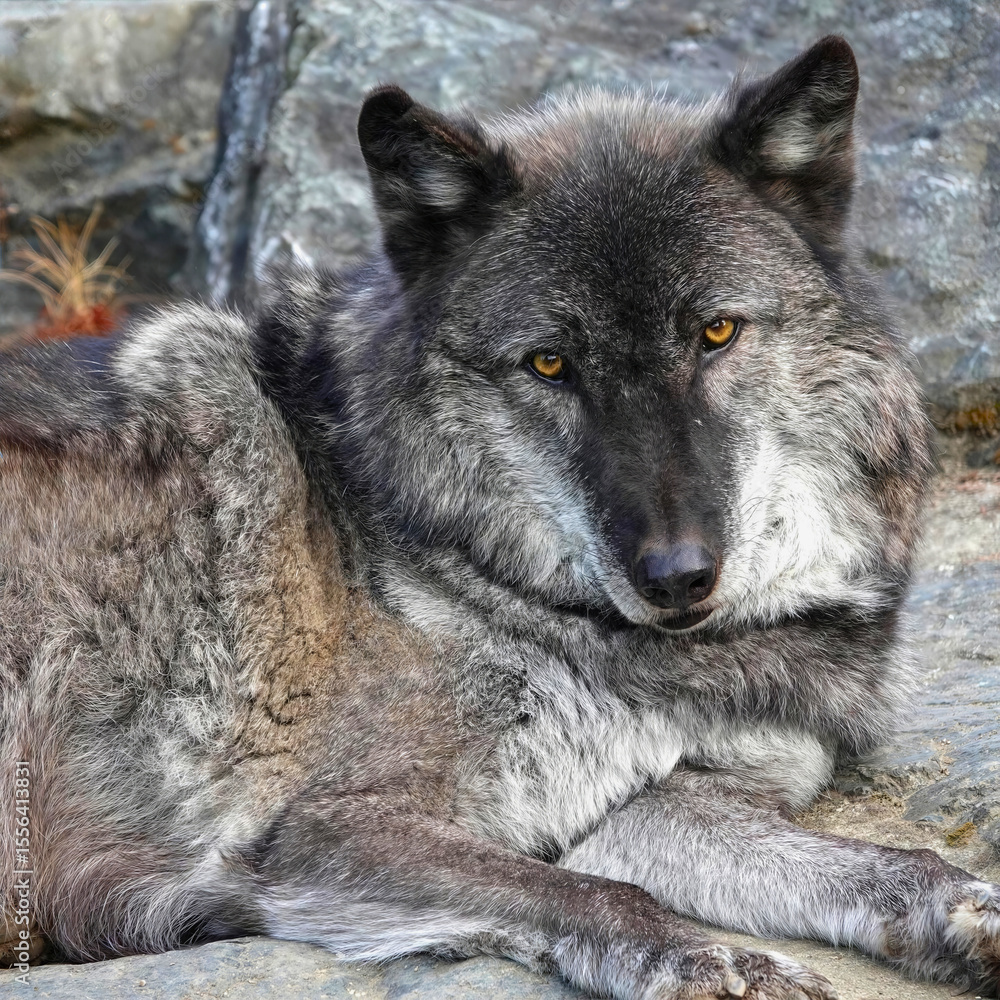Fototapeta premium Gray Wolf Resting on Rock
