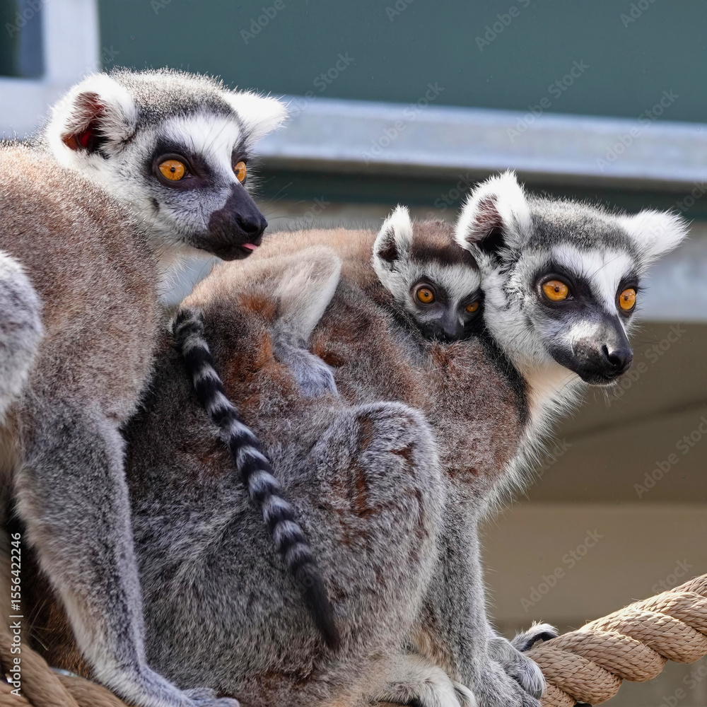 Fototapeta premium Trio of Ring-Tailed Lemurs Perched Together