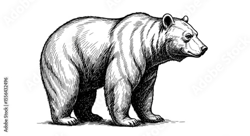 Detailed black and white ink drawing of a standing adult brown bear