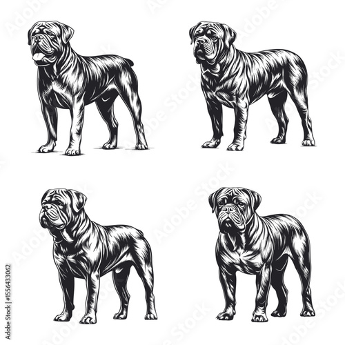 Dogue De Bordeaux Dog Svg