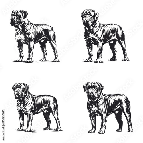 Dogue De Bordeaux Dog Svg