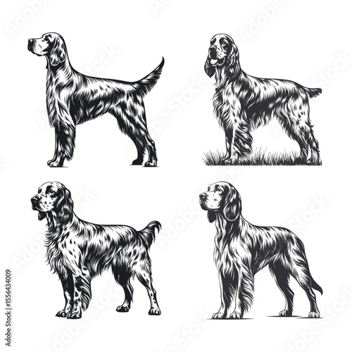 English Setter Dog Svg