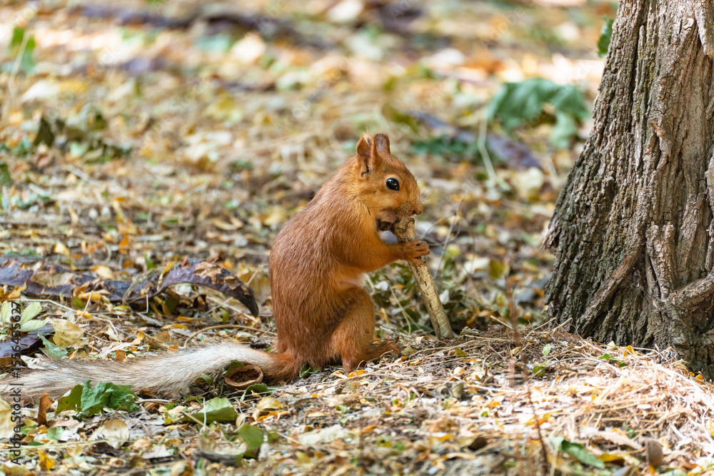 Ταπετσαρία A common squirrel (Sciurus vulgaris) is sitting on the ground in the forest and gnawing on a large animal bone, teeth marks are visible on the bone