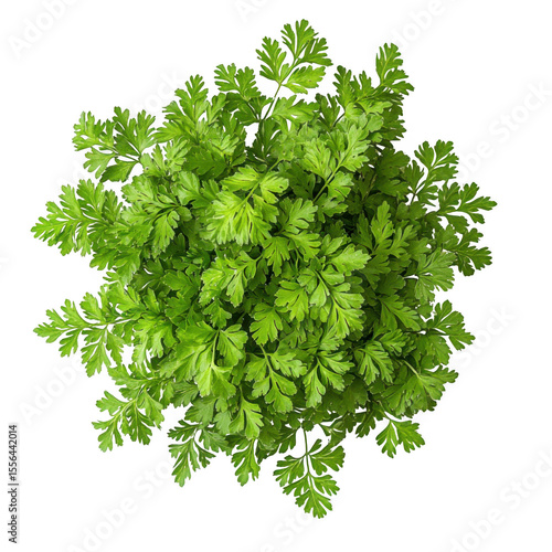 Harvesting chervil leaves in a greenhouse high-quality cutout png on transparent background for culinary use
