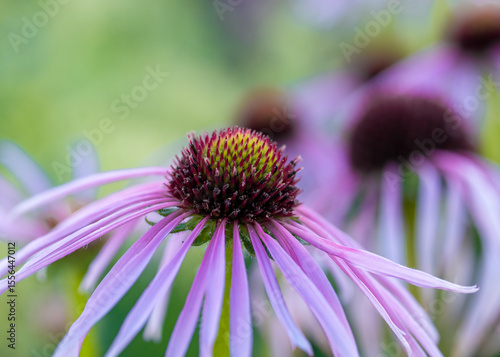 Prärie-Igelkopf (Echinacea pallida)
