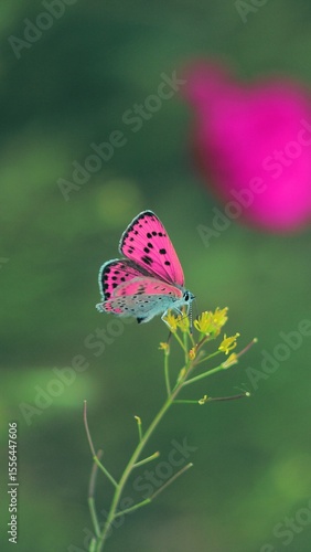Small pink butterfly sits on the yellow flower 