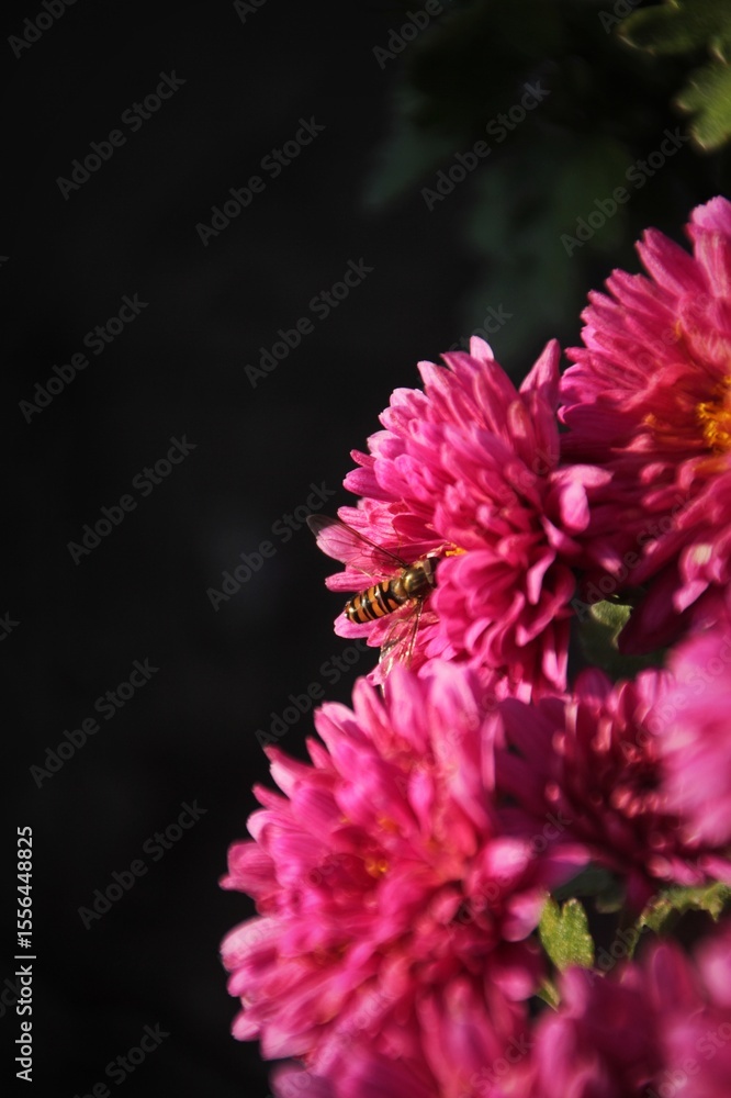 Bee among pink flower Bee among pink flower