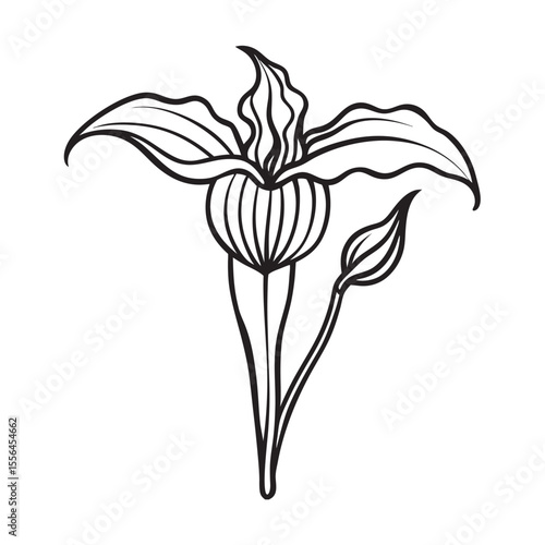 line art of   single jack in the pulpit forest flower on the white background 