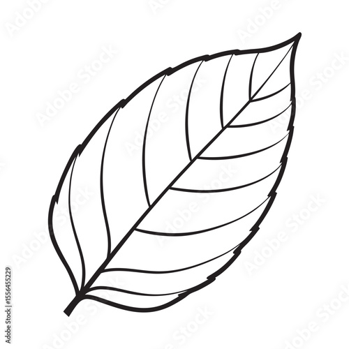  line art of  beech forest leaf on the white background 