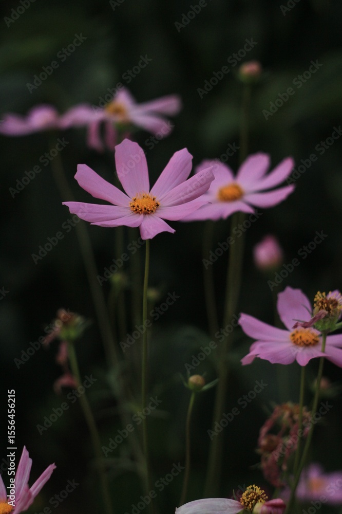 Fototapeta premium pink and purple flowers