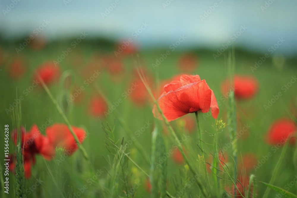 Fototapeta premium field of red poppies