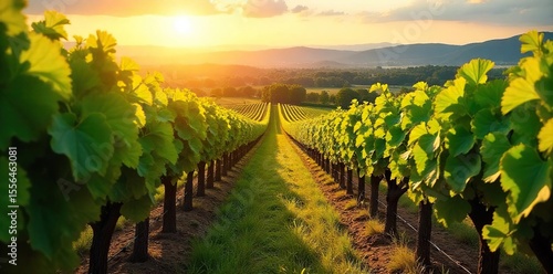 Sun-Drenched Vineyards Golden Sunlight Bathes Lush Vines Heavy with Grapes Ready for Harvest, Promising a Bountiful Vintage