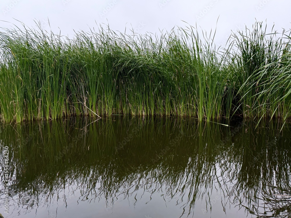 Obraz premium Tall green reeds reflecting in calm water