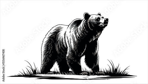 Brown bear vector illustration of a wild animal