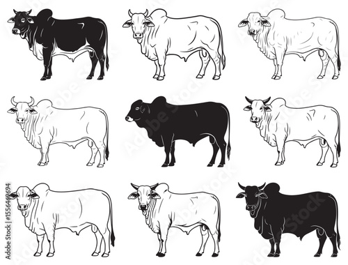 BRAHMAN BULL SILHOUETTE