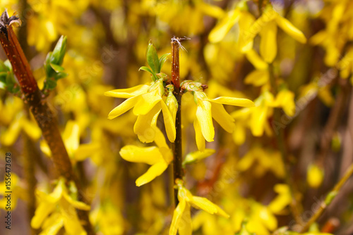 yellow spring flowers