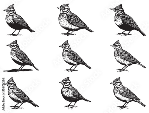LARK BIRD SILHOUETTE