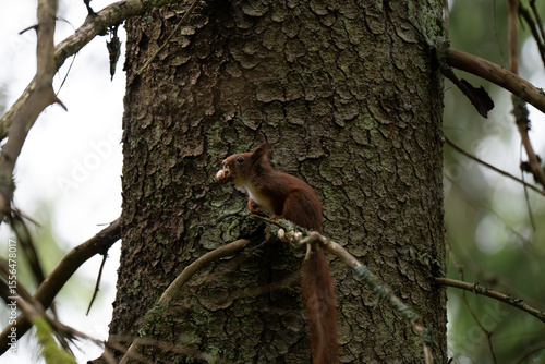 Photography A close-up of a red squirrel in a coniferous forest in early summer after the ra