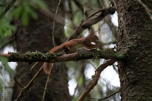 Canvas Print A close-up of a red squirrel in a coniferous forest in early summer after the ra