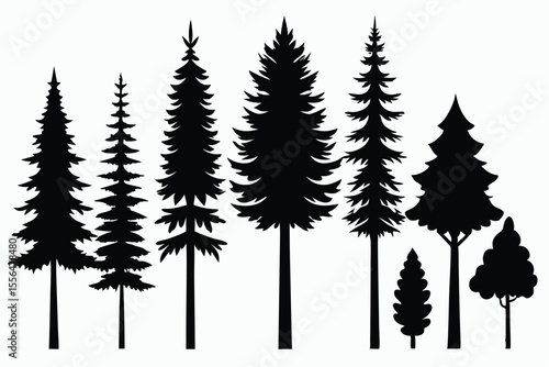 Silhouettes of evergreen trees in a forest setting
