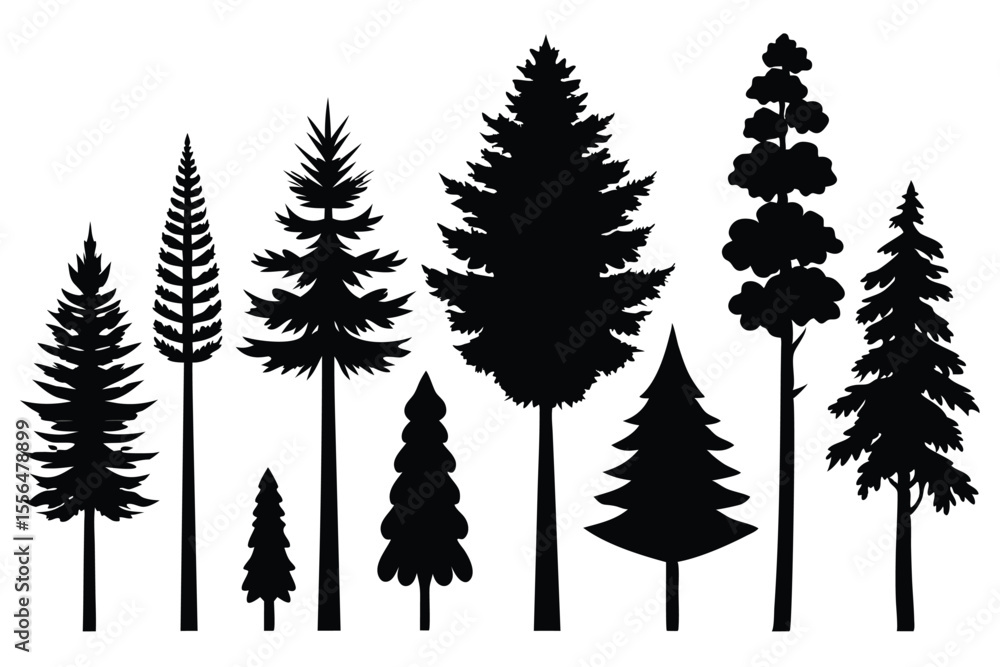 Fototapeta premium Silhouettes of evergreen trees in a forest setting 