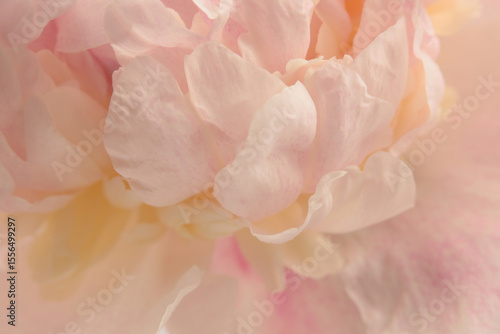 Wallpaper Mural Smoke Close-up Selective soft focus cream beige, pink Peony Flower petal. Macro blur natural abstract background. Torontodigital.ca
