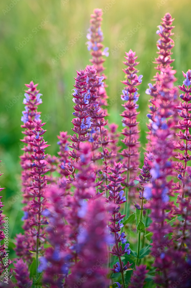 Closeup blooming wild sage purple flowers. Closeup blooming wild sage purple flowers.