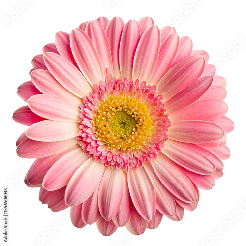 Beautiful pink Gerber daisy flower isolated on transparent background