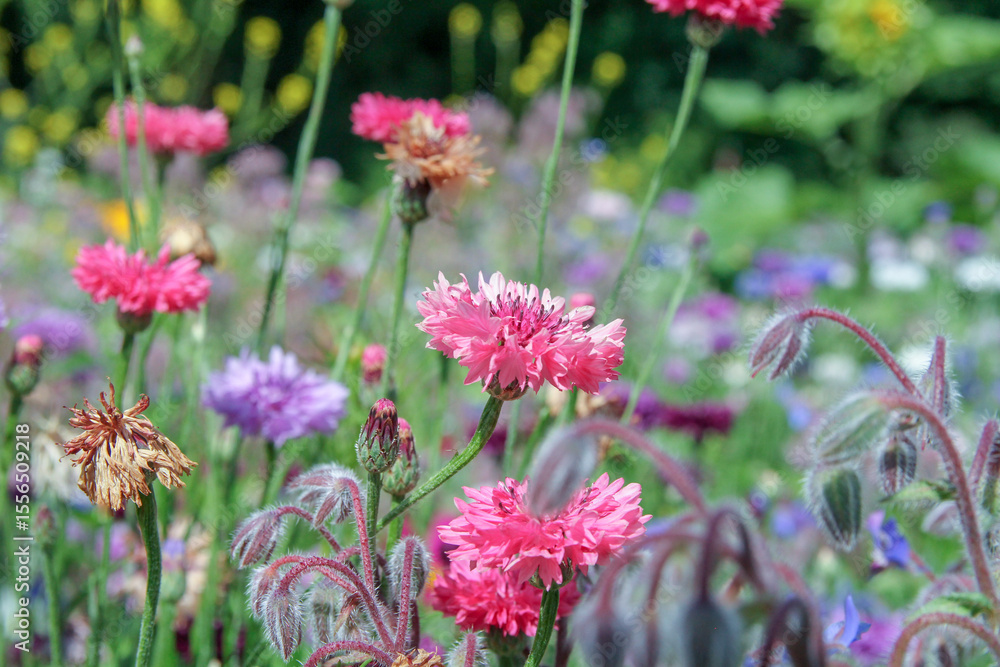 Fototapeta premium beautiful pink cornflowers closeup in a field margin in the countryside