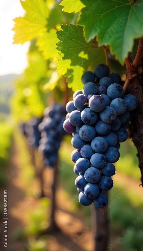 Fototapeta premium Sun-Ripened Grapes Hanging Heavy on the Vine, Ready for Harvest A Picturesque Rural Winemaking Scene