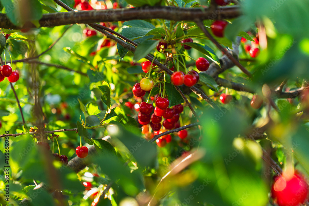 Obraz premium Close-up of red, juicy cherries growing on a tree in an orchard
