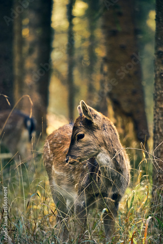 Young deer grazing peacefully in the alpine forest during autumn twilight