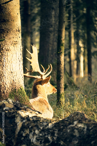 Majestic deer resting quietly among the trees in the tranquil Alpine forest during early morning light