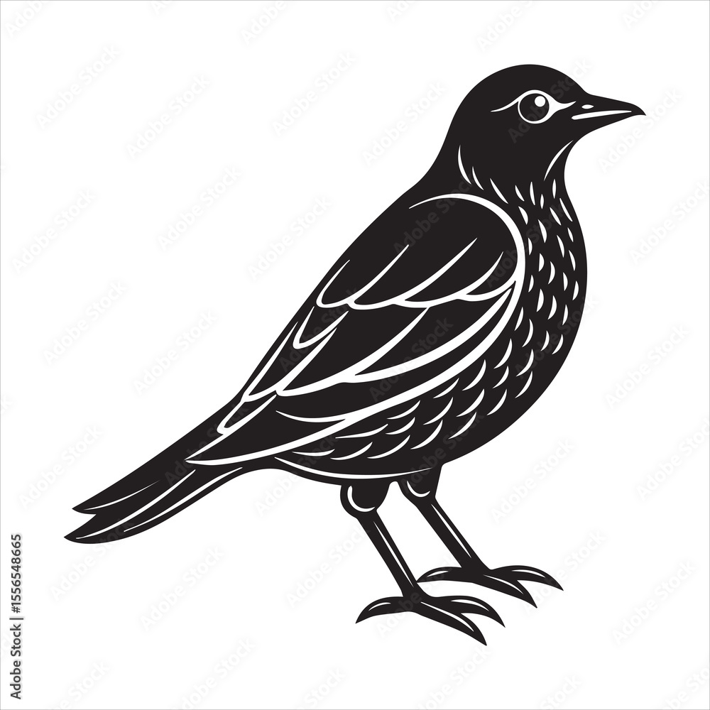 Obraz premium common blackbird vector illustration