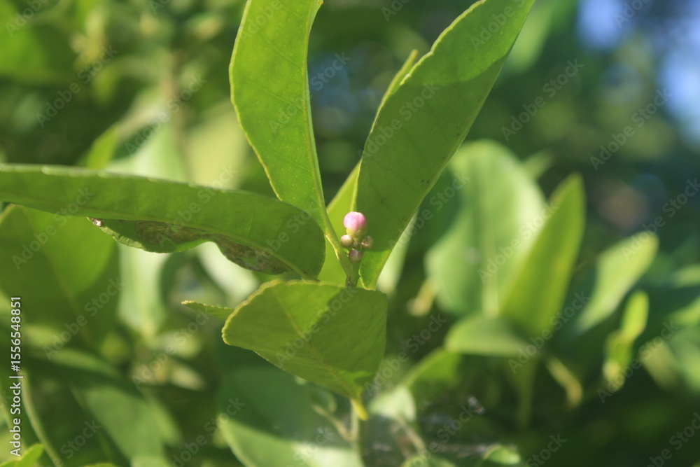 Citrus Bud on the Branch Citrus Bud on the Branch