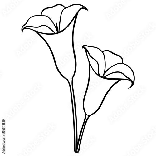 white calla lily