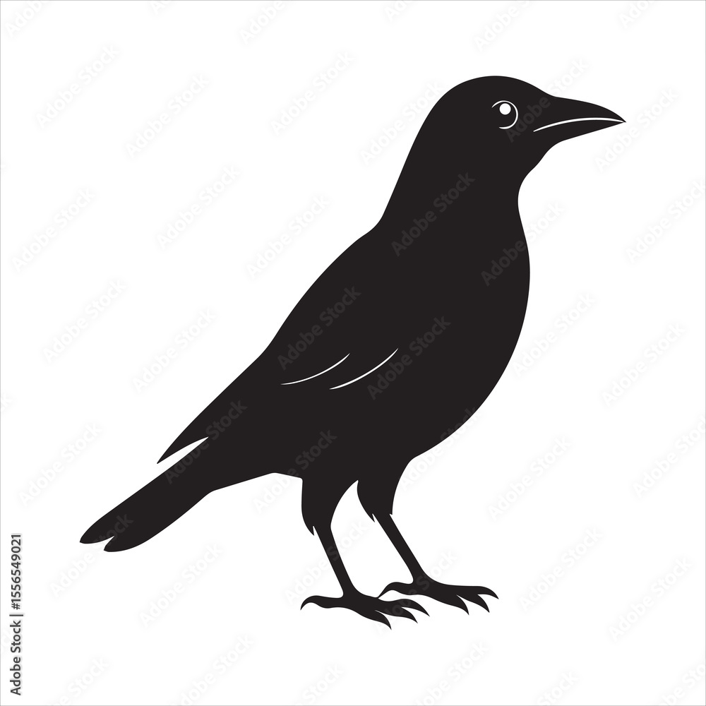 Fototapeta premium common blackbird vector illustration