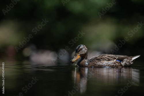 Fotografija mallard duck swiming on the pond