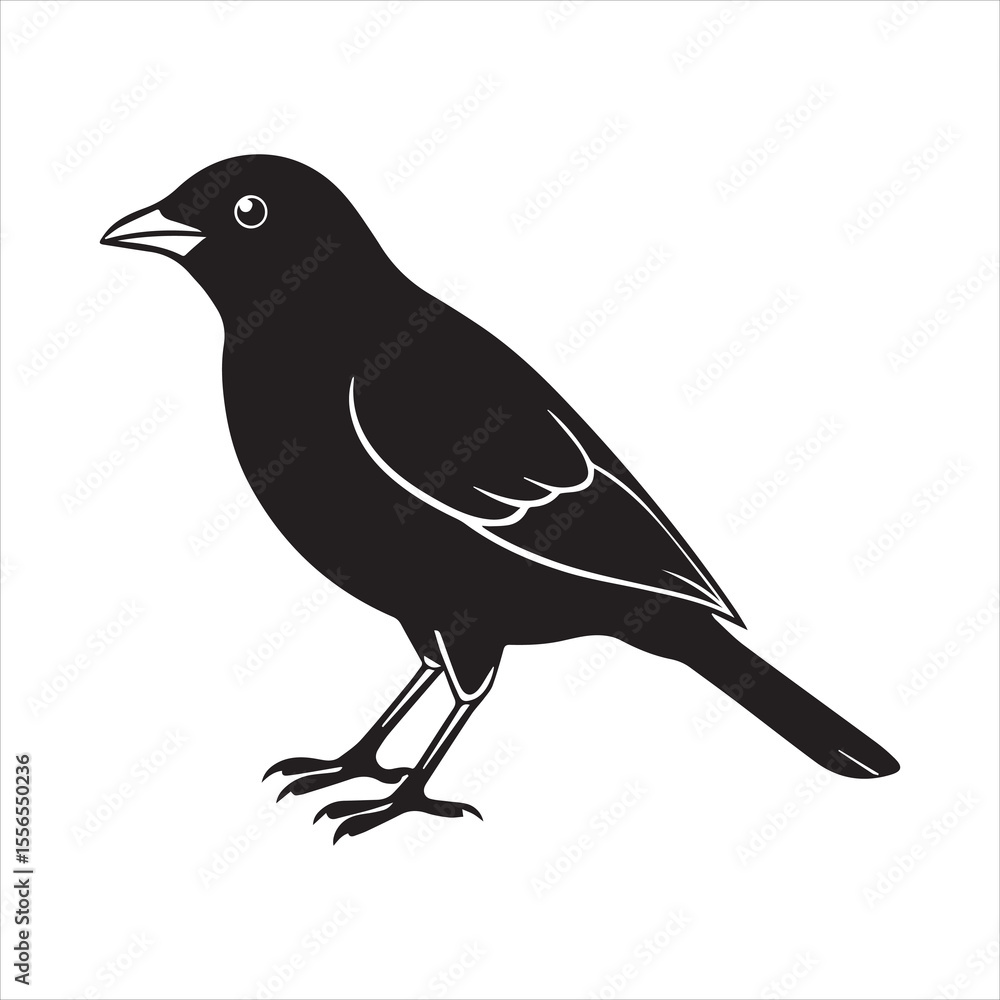 Obraz premium common blackbird vector illustration